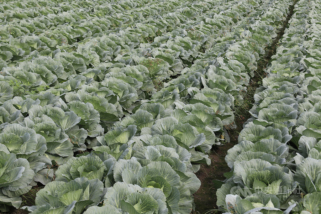 繼8月下旬、9月上旬高麗菜栽種亮紅燈超種後,農糧署23日公布,9月中旬增至栽種674萬株,已經亮紫燈,通稱紫爆,呼籲農民分批減種或轉作。(農糧署提供)中央社記者楊淑閔傳真 109年9月23日