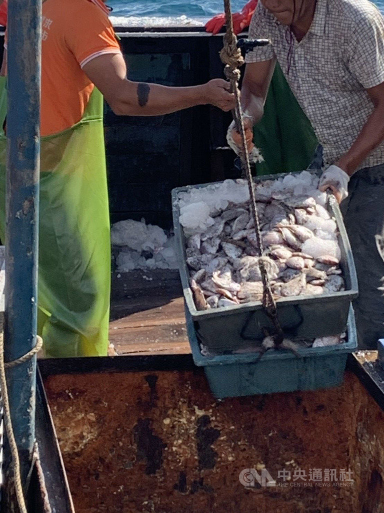 中國大陸漁船「閩東漁64578號」越界在花嶼西北海域進行拖網作業,23日被澎湖海巡隊查獲,高達3000公斤的漁獲,海巡人員花了近3小時海拋,將人船一併押返裁處。(澎湖海巡隊提供)中央社 109年9月23日