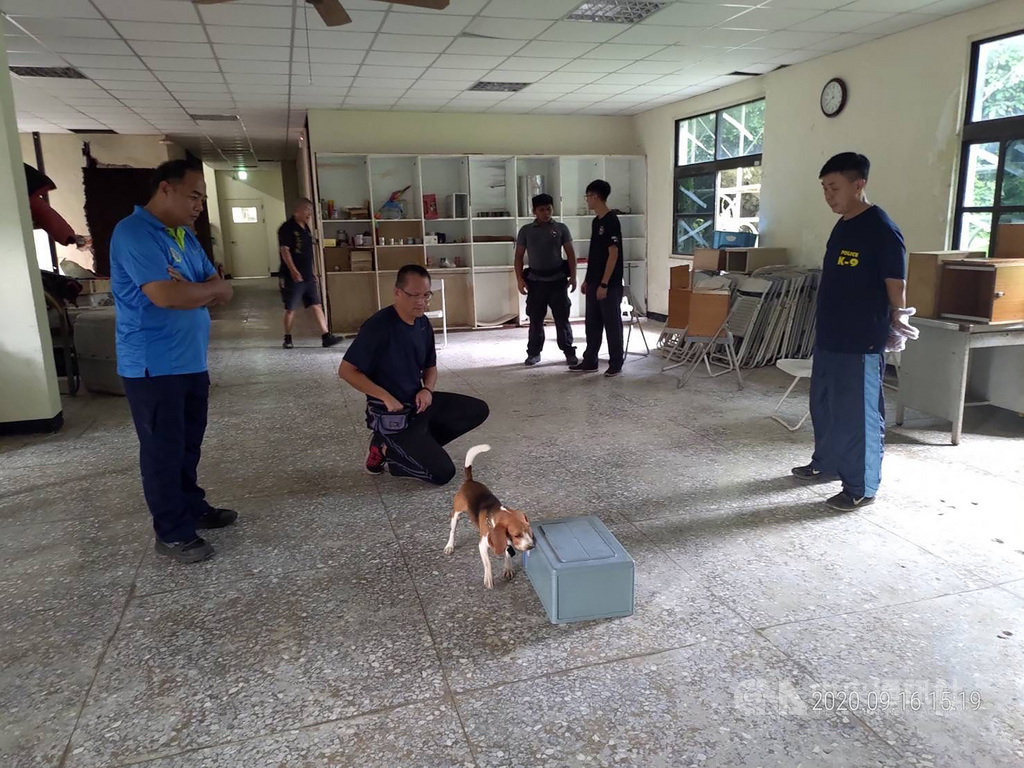 澎湖縣政府警察局警犬隊緝毒主力警犬「尤莉」產下3隻小警犬,現已有2個月大,模樣可愛討喜,領犬員已進行基本調教與訓練,未來幼犬們將成為緝毒小尖兵。中央社 109年9月24日