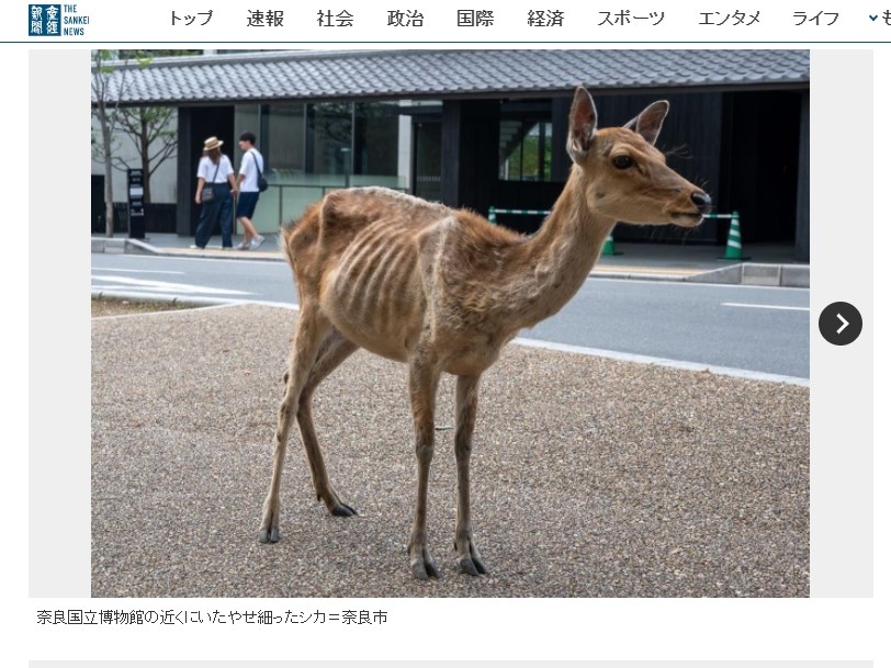日本奈良市奈良公園觀光客因疫情減少，讓部分奈良鹿群變得更健康，但另一方面，也有部分鹿群變得骨瘦如柴，專家推測似乎是「鹿餅成癮症」。（圖取自日本產經新聞網頁sankei.com）