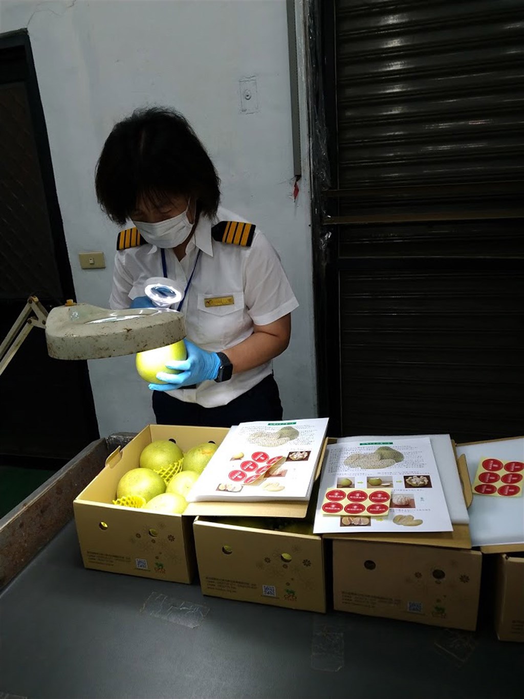 台灣文旦睽違20年成功銷往日本,防檢局25日表示,在各單位通力合作下,首批1萬1028公斤文旦已抵達日本,並經日方檢疫合格後順利通關。圖為防檢局檢疫人員執行輸日文旦檢疫作業。(防檢局提供)中央社記者吳欣紜傳真 109年9月25日