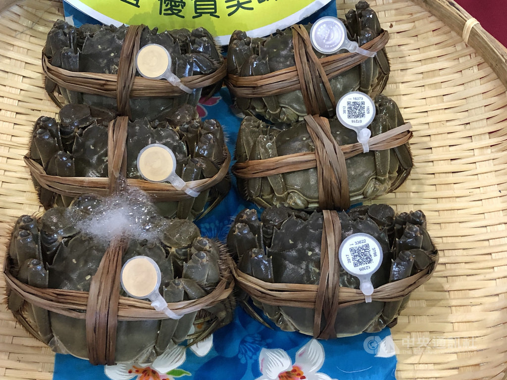 苗栗縣政府輔導養殖的優質大閘蟹10月將上市,對於坊間已有蟹農提早開賣,農業處呼籲消費者應認明縣府核發的產地標章防偽蟹環,品質安全才有保障。(苗栗縣政府提供)中央社記者管瑞平傳真 109年9月26日