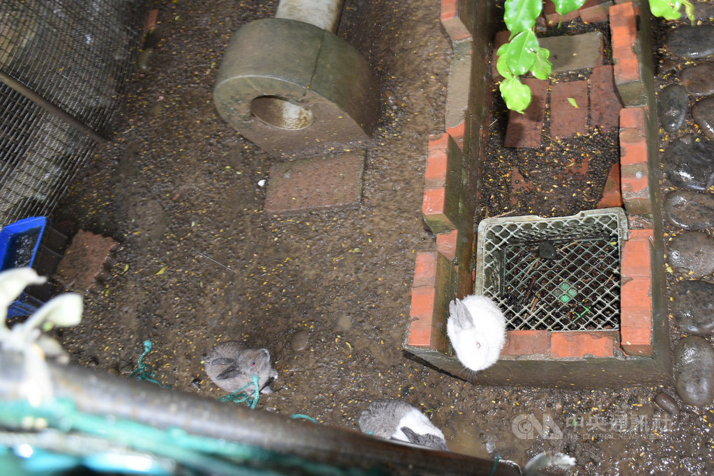 A mother in Taoyuan City took her son to the Sheep World Ranch in Zhongli District a few days ago. The child was suspected to be bitten off a left pinky finger when he reached into the rabbit cage. The industry expressed regret on the 27th, but emphasized that the rabbit was kept in the cage and posted warnings. A tighter rabbit cage fence has been installed to prevent accidents from happening again.  Central News Agency reporter Wu Ruiqi Taoyuan photo September 27, 109