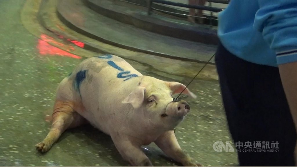 台灣動物社會研究會說,現行的活豬拍賣、溫體肉販售,在驗出有問題時,消費者早吃下肚,不易有效把關。(台灣動物社會研究會提供)中央社記者楊淑閔傳真 109年9月27日