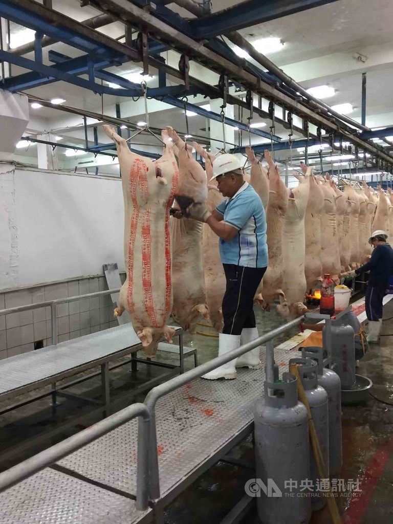 屠體評級則稱「大線屠宰」,屠宰後的屠體要送預冷室4到8小時,讓屠體中心降為攝氏7度以下,運輸也要全程冷鏈,確保環境衛生,全程所用設備、作業流程有品管標準。(農委會防檢局提供)中央社記者楊淑閔傳真 109年9月27日