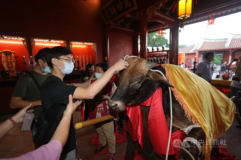 台南市全台首學孔廟祭孔28日按古禮登場,祭孔後的拔智慧毛是整個祭典的高潮,拔取祭祀黃牛的耳朵、眼睛及眉心的毛,有「耳聰目明」之意。中央社記者張榮祥台南攝 109年9月28日
