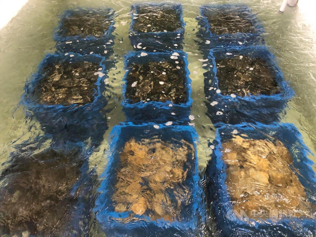 為克服貨運影響淡菜的供貨問題,馬祖在地商家到台北設置海水養殖池,進行供地養殖,讓馬祖淡菜、生蠔有中繼站,可活體出貨。(台福海悅漁業實業有限公司提供)中央社記者邱筠馬祖傳真 109年9月29日
