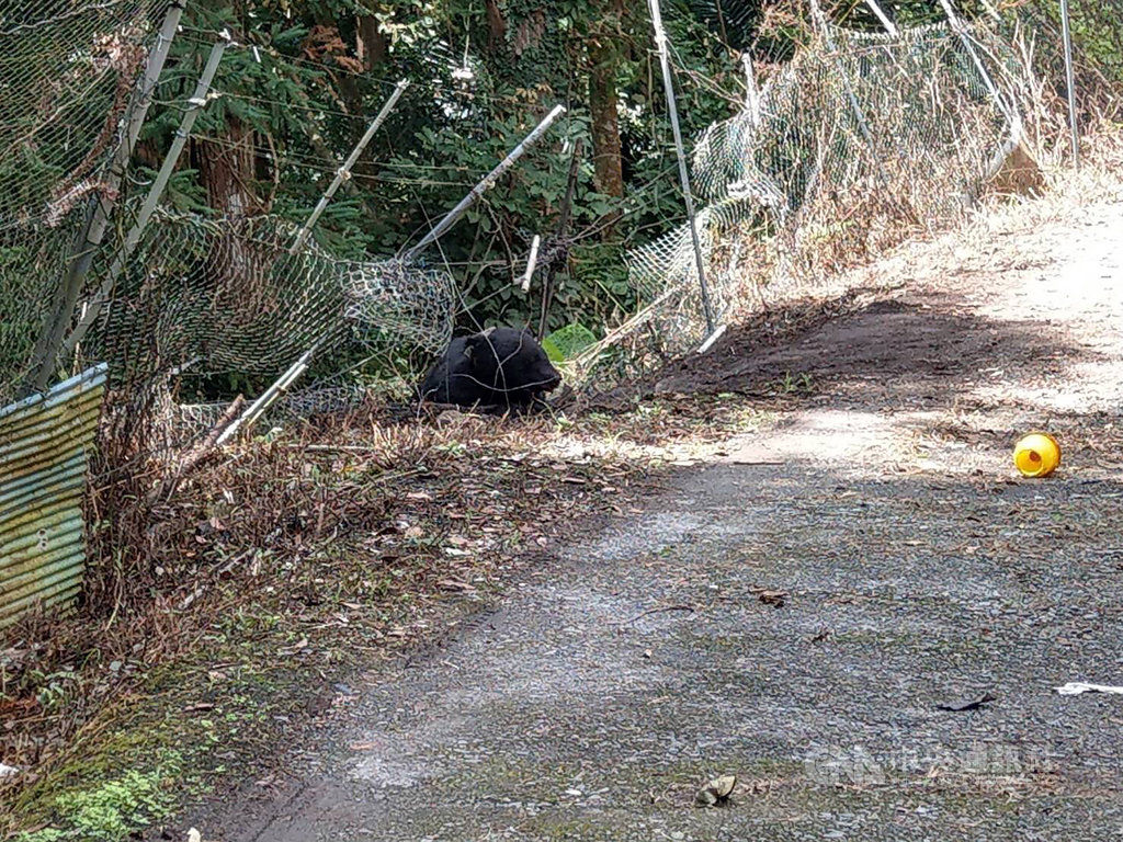 一隻台灣黑熊1日被發現受困在台中市和平區東卯山一處果園陷阱,林務局東勢林管處通報後,特生中心獸醫師團隊前往現場,展開救援行動。(東勢林管處提供)中央社記者郝雪卿傳真 109年10月1日