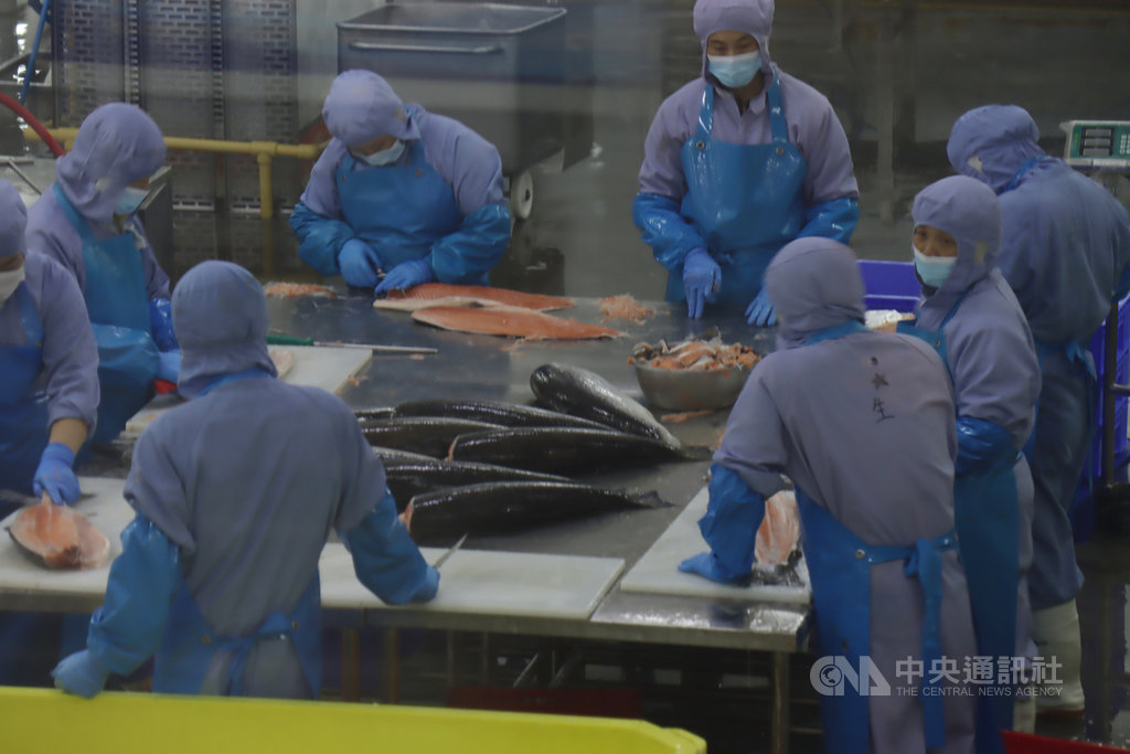 武漢肺炎疫情讓中國的鮭魚市場深受衝擊,上海盒成食品有限公司表示,其業績僅恢復到6月前的4成,並寄望當前的「十一」黃金週能帶動消費。圖為9月時,盒成食品的員工正在處理進口鮭魚。中央社記者張淑伶上海攝 109年10月1日