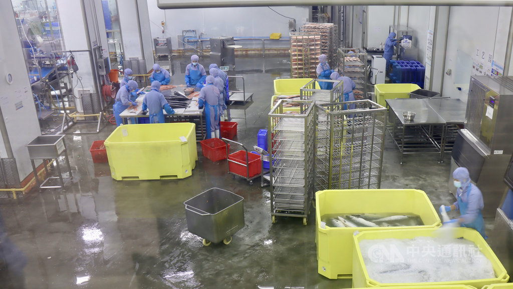 武漢肺炎疫情讓中國的鮭魚市場深受衝擊,上海盒成食品有限公司表示,其業績僅恢復到6月前的4成,並寄望當前的「十一」黃金週能帶動消費。圖為9月時,盒成食品的員工正在處理進口鮭魚。中央社記者張淑伶上海攝 109年10月1日