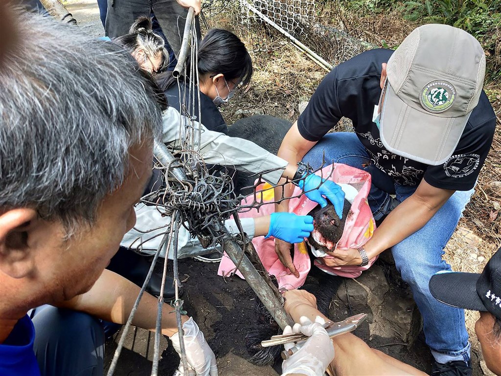 位於台中市和平區東卯山附近果園有一隻台灣黑熊誤入套索受困,東勢林管處啟動通報救援行動,並由特有生物保育研究中心野生動物急救站獸醫團隊協助脫困。(民眾提供)中央社記者郝雪卿傳真 109年10月1日