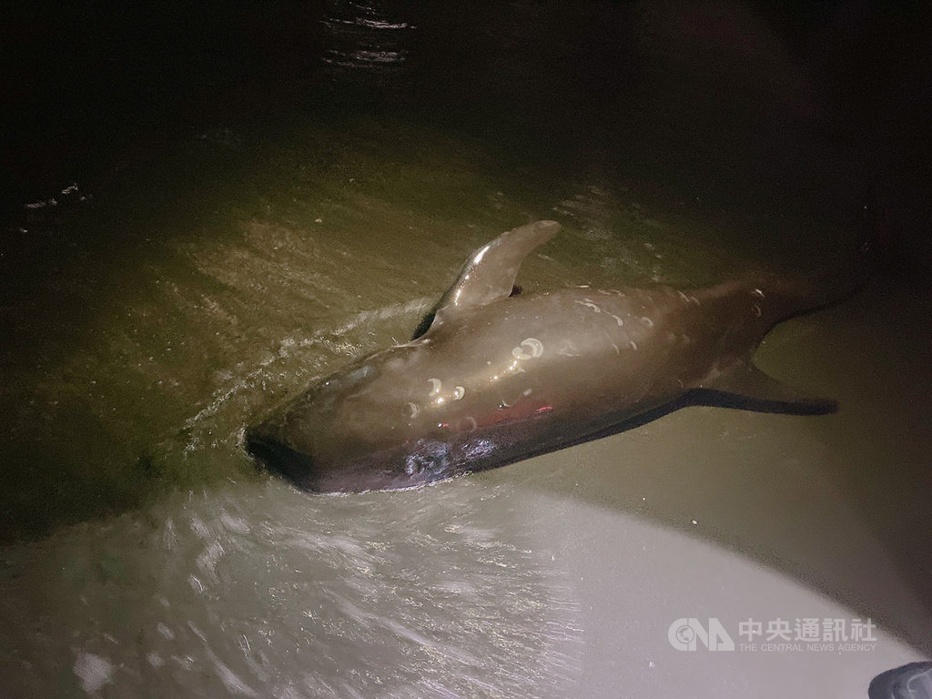 高雄市西子灣南岬頭沙灘3日凌晨有兩隻花紋海豚擱淺,海巡署指出,海豚身上發現達摩鯊咬痕,疑鯨豚遭攻擊受傷。(第五岸巡隊提供)中央社記者王淑芬傳真 109年10月3日