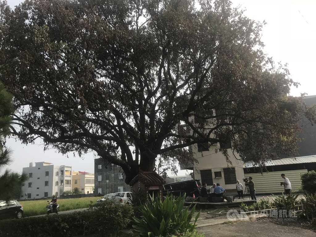 雲林縣虎尾鎮安溪里有棵近百歲樟樹,經農業處初步勘驗,疑染褐根病,里民盼請樹醫師醫治,讓老樹早日重生。中央社記者姜宜菁攝 109年10月14日