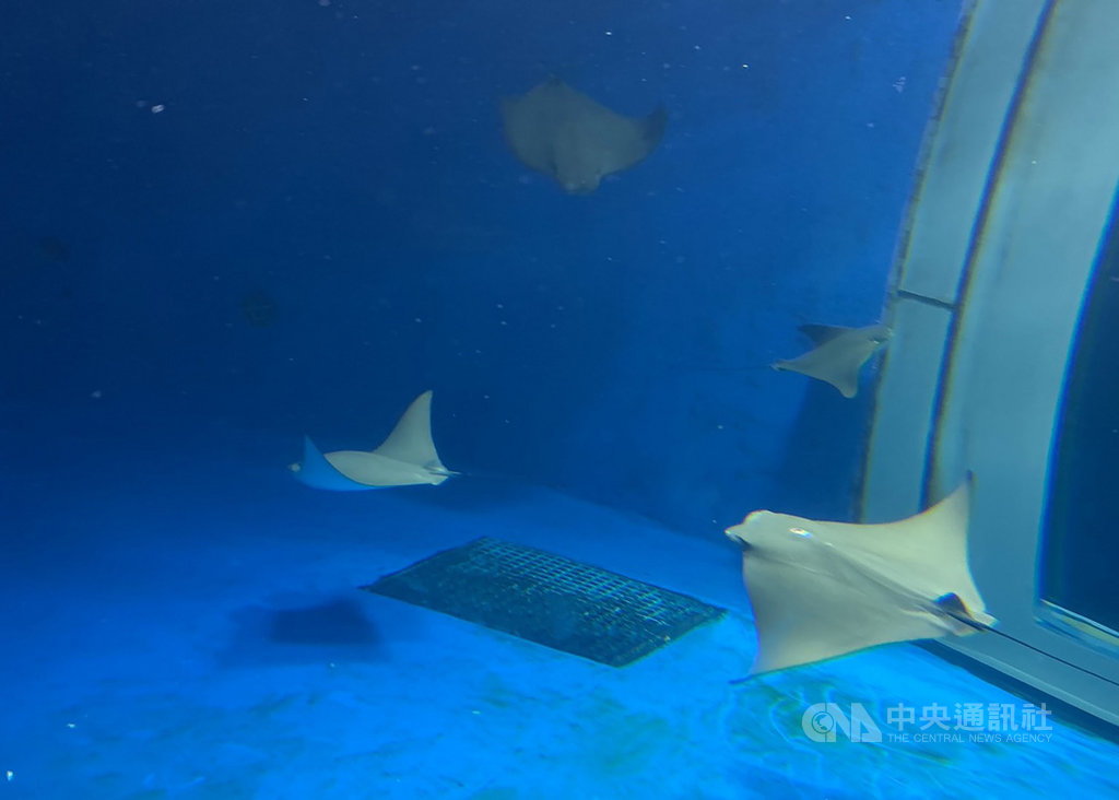 桃園青埔全新都會型水生公園Xpark近期傳出疑似虐待動物風波,對於有民眾質疑魟魚因生活空間過小而有破皮狀況,官方15日表示,少數遊客在觀賞時會拍打玻璃、使用閃光燈等,讓較敏感的海洋生物受到驚嚇,才造成生物體表有摩擦受傷情形。中央社記者葉臻攝 109年10月15日