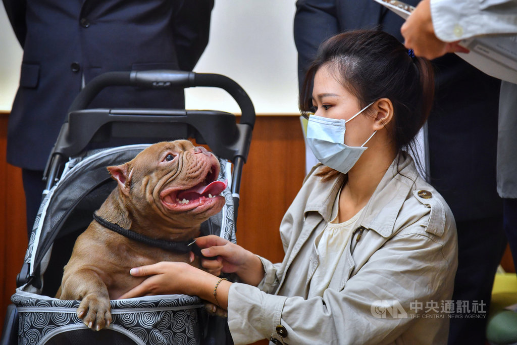 與比特犬有混種血緣關係的美國惡霸犬,被農委會預告為指定禁止飼養與輸入之動物,引發大批飼主不滿,15日美國惡霸犬的飼主到立法院舉行記者會,呼籲農委會不應一昧禁止飼養,應加強飼主管理責任,圖為記者會上現身的美國惡霸犬。中央社記者王飛華攝 109年10月15日