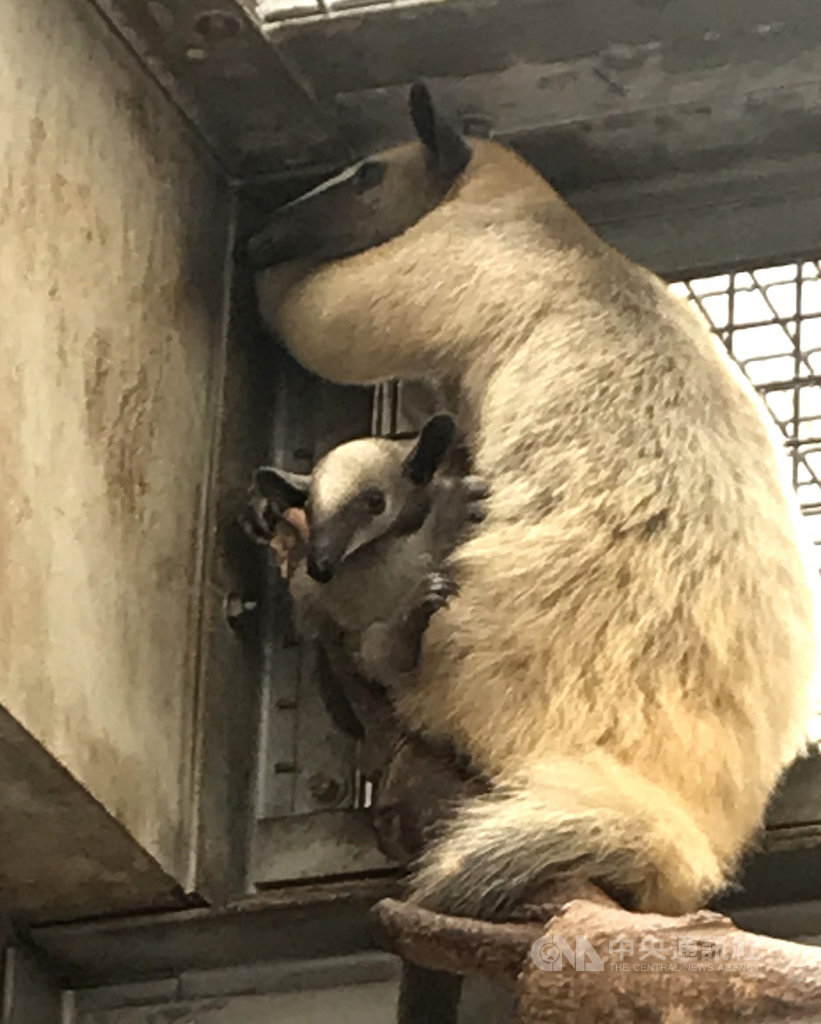 台北市立動物園表示,南美小食蟻獸「小紅」9月1日帶著寶寶翻越柵欄脫逃,出動大批人力後順利找到寶寶,但還沒觀察到媽媽的蹤跡,呼籲民眾協尋。(台北市立動物園提供)中央社記者陳怡璇傳真 109年10月15日