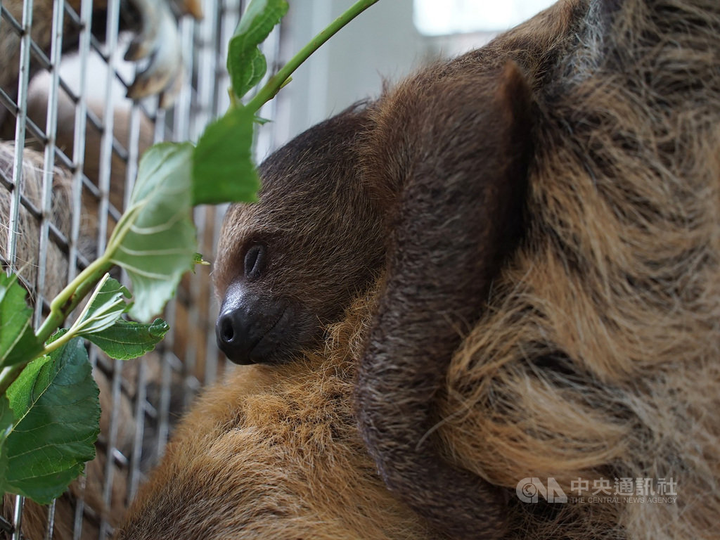 台北市立動物園的二趾樹獺家族,今年6月再次迎接新成員,保育員將命名方式改以「四季」來取名,因新成員在夏天出生,就取名「葉夏」;如今「葉夏」已滿4個月大,持續穩定成長,是個健康寶寶。(台北市立動物園提供)中央社記者陳怡璇傳真 109年10月16日