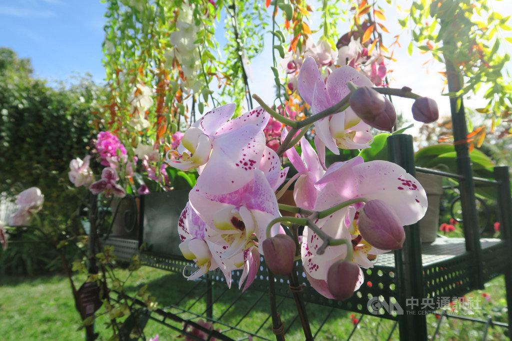駐紐約辦事處連7年與皇后區植物園合辦台灣蘭花展,受2019冠狀病毒疾病(COVID-19,俗稱武漢肺炎)疫情影響,約500盆蘭花全數在戶外展出。圖為15日開幕酒會拍攝。中央社記者尹俊傑紐約攝 109年10月16日