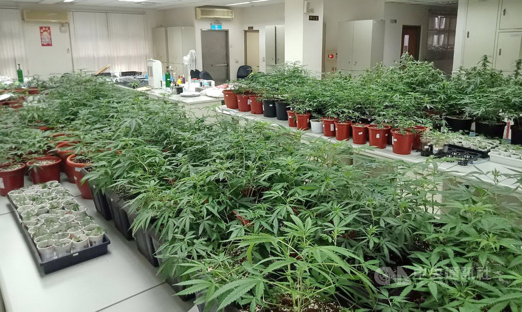 新北市廖姓男子涉嫌在淡水區、八里區的社區種植500餘株大麻,15日遭警方查獲,全案訊後16日依違反毒品危害防制條例罪嫌移送偵辦。(警方提供)中央社記者黃旭昇新北傳真 109年10月16日