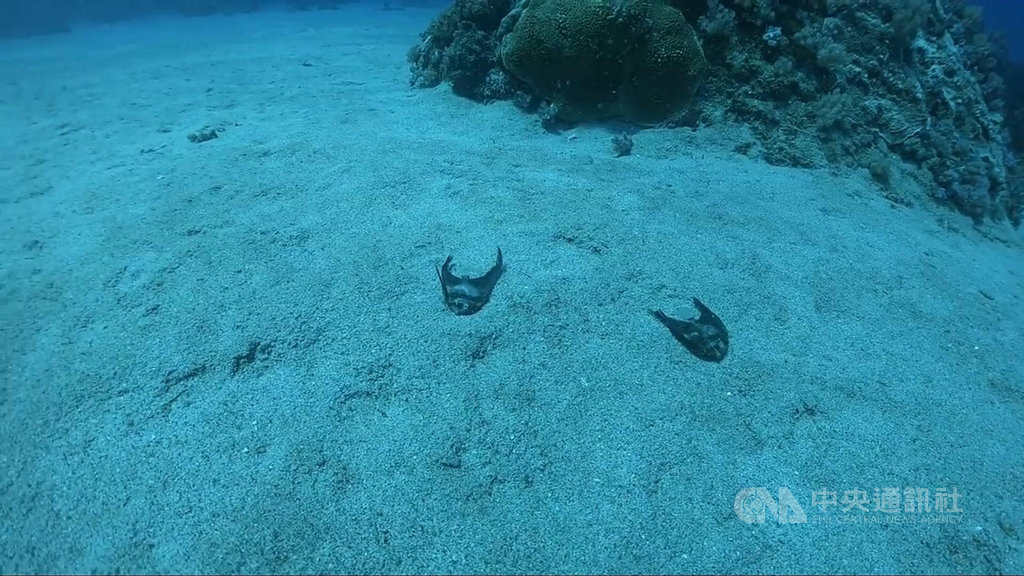 台東縣綠島鄉公所15日放流4萬尾圓眼燕魚魚苗,卻有民眾拍下不少魚苗死亡畫面引議。鄉長謝賢裕16日表示,當天放流時有感覺「魚苗活力不是很好」,但因還是活魚需趕快放流;這次存活率仍在可接受範圍,但應能更好,會再檢討過程,後續研議補救措施。(民眾提供)中央社記者張祈傳真 109年10月16日