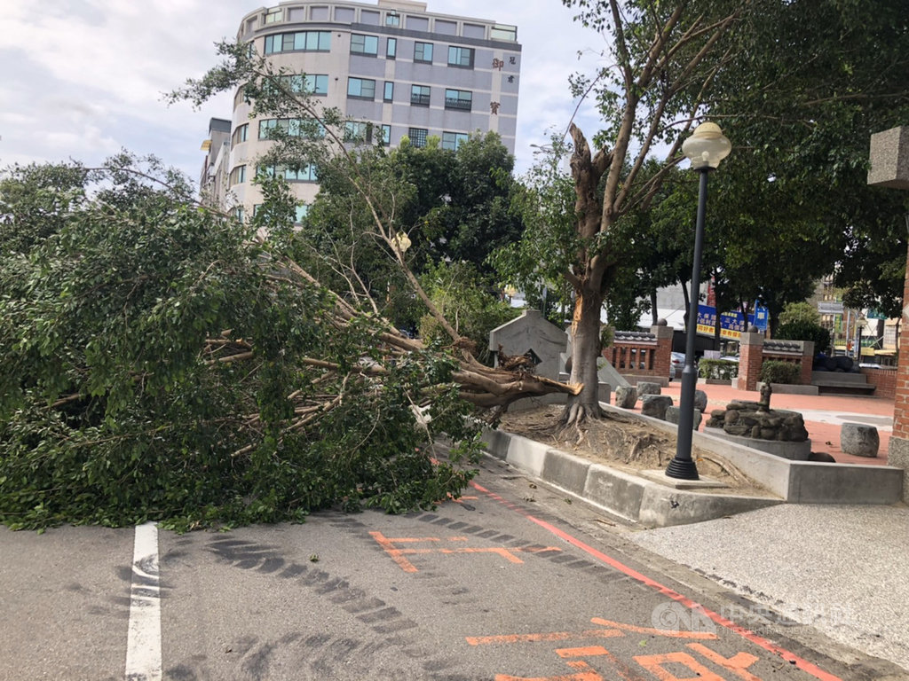 苗栗縣頭份市自強路與中華路口公園路樹17日傾倒,樹木斷枝占據車道,造成行經該路段的多名騎士遭壓傷。(警方提供)中央社記者魯鋼駿傳真 109年10月17日