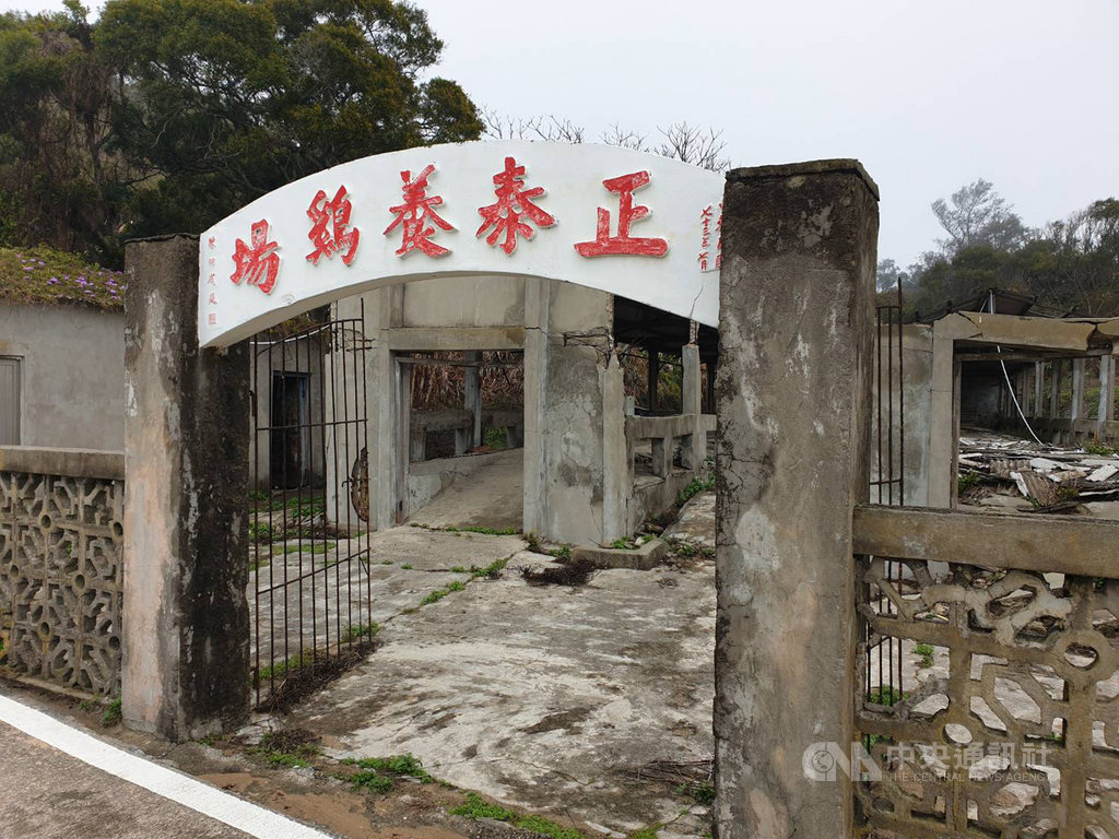 馬祖東莒島聯外交通不便,有居民於民國59年創業設立正泰養雞場,在地產銷供應當地軍民雞肉與雞蛋,然而由於島嶼人口持續外流,加上80年代後駐軍銳減,養雞場在94年關閉,閒置15年的養雞場,建築結構頹圮,周圍雜草叢生。(大浦Plus+團隊提供)中央社記者邱筠馬祖傳真 109年10月17日