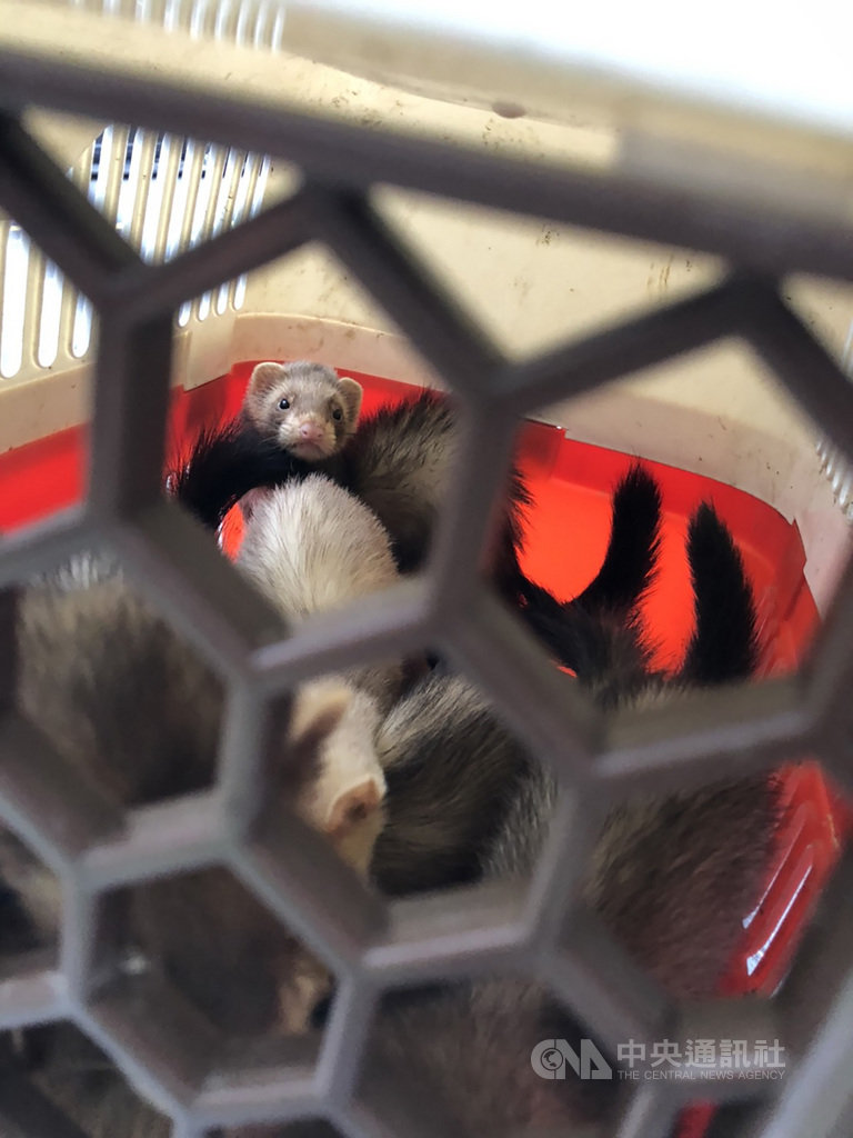 新北市政府動物保護防疫處17日下午獲報,指瑞芳區一處小公園出現6隻寵物貂,發現民眾暫以麻布袋收納,動保處也聯繫民眾就近儘速送到消防分隊,晚間動保處人員前往分隊將6隻貂帶回安置。(新北市動保處提供)中央社記者沈佩瑤傳真 109年10月17日