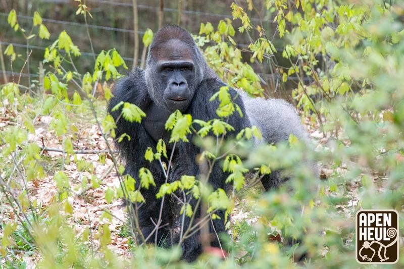 兩年前從木柵動物園移居荷蘭阿培浩靈長類公園的金剛猩猩「寶寶」,力拚傳宗接代成功。圖為2018年寶寶首次在公園亮相。(圖取自facebook.com/Apenheul)