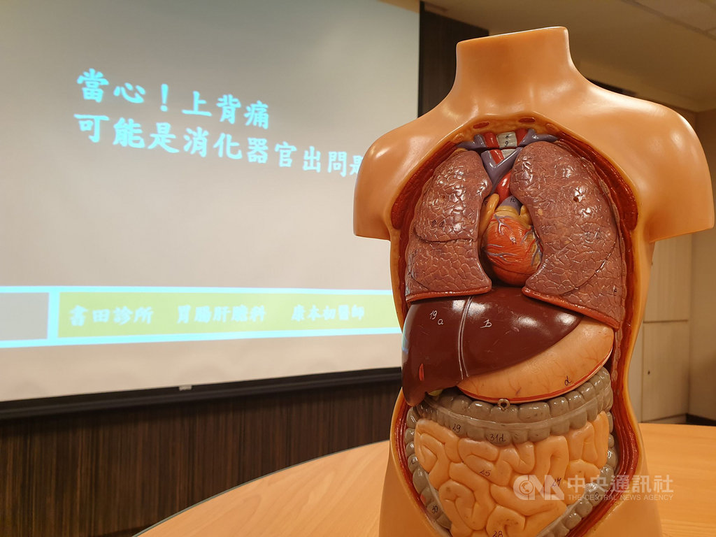 書田診所胃腸肝膽科主治醫師康本初20日在記者會指出,胃的神經跟上背部神經有所重疊,因此雖然大部分胃病是以上腹痛為主,但有時胃的問題也會引起上背疼痛,甚至比上腹痛的症狀還要明顯。中央社記者陳偉婷攝 109年10月20日