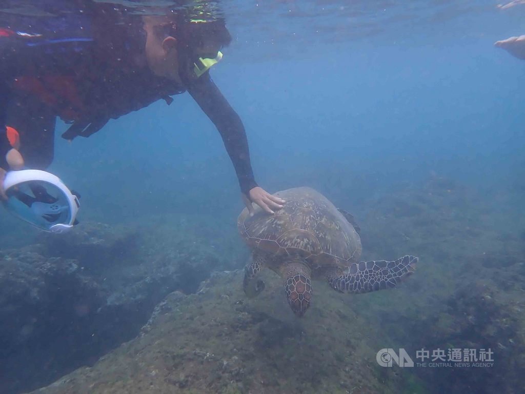 屏東小琉球不斷發生騷擾海龜事件,雖有告示牌、潛水教練宣導,但仍有許多遊客違規,今年至今已發生15件,屏東地方檢察署已起訴2件。海巡署再次呼籲潛水時,不接觸、不干擾也不餵食野生動物。(海巡署提供)中央社記者郭芷瑄傳真 109年10月20日