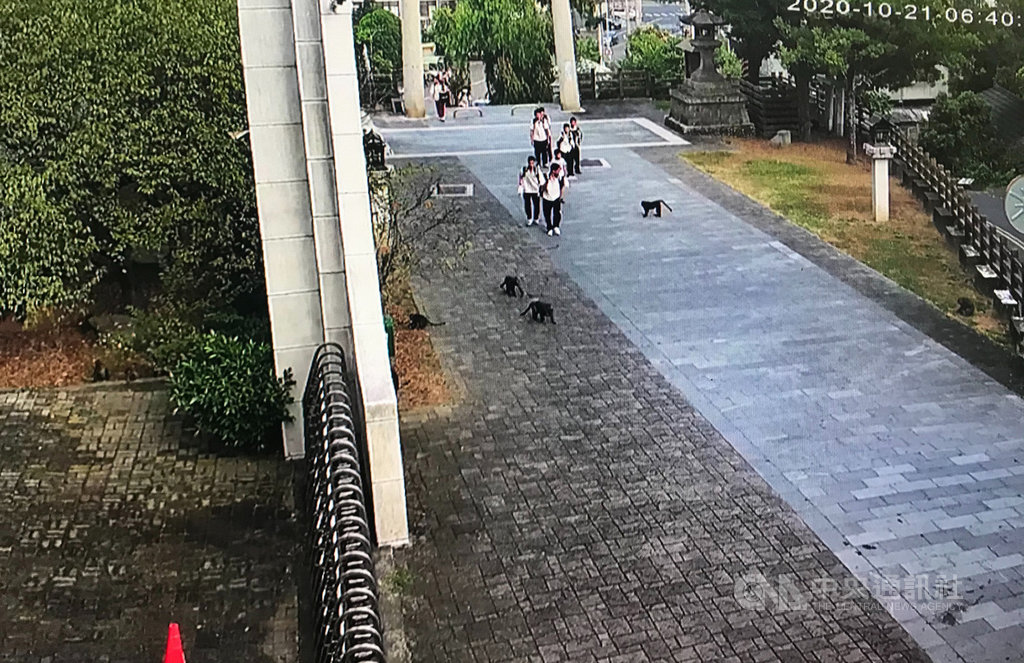 雲林縣林內鄉淵明國中21日上午突然出現30多隻台灣獼猴,猴群不僅拆了學校的監視器,甚至要搶學生的早餐,雲林縣政府農業處派員了解,將協助學校解決猴患。(校方提供)中央社記者姜宜菁傳真 109年10月21日