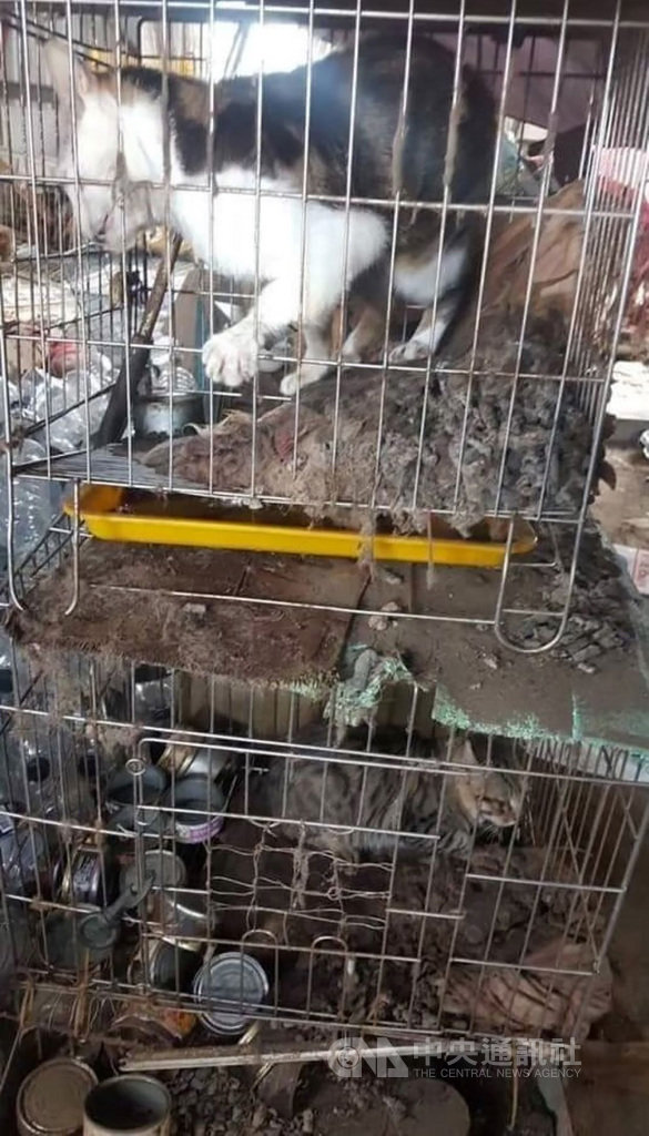 屏東縣王姓女子收養19隻流浪貓,但因環境髒亂飄散臭味遭檢舉,縣府派員到場勘查還發現王女並未辦理寵物登記及絕育,要求限期改善未果後,依動物保護法開罰新台幣28萬元,王女提出訴訟要求撤銷罰單被駁回。(屏東縣政府農業處提供)中央社記者郭芷瑄傳真 109年10月24日
