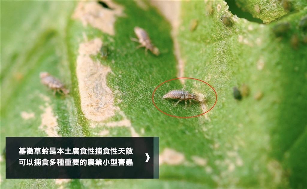 苗栗農改場場長呂秀英30日表示,生物防治原理是「以蟲治蟲、以菌治菌」,基徵草蛉在幼蟲階段會捕食蚜蟲、粉蝨、木蝨、葉蟎及介殼蟲等常見於瓜類、番茄、草莓、葉菜類作物等小型害蟲,是廣泛使用的天敵昆蟲。(苗栗農改場提供)中央社記者管瑞平傳真 109年10月30日
