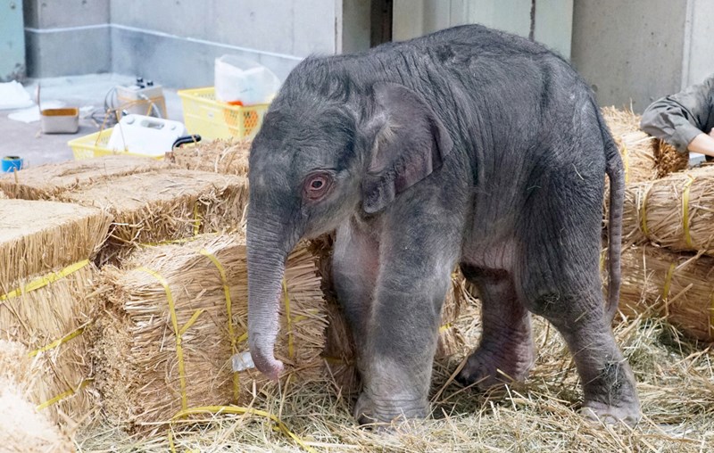 東京上野動物園的亞洲象Authi 31日清晨產子,小象(圖)體重約120公斤。這是上野動物園於1882年開園以來首度有大象誕生。(圖取自上野動物園網頁tokyo-zoo.net/zoo/ueno)