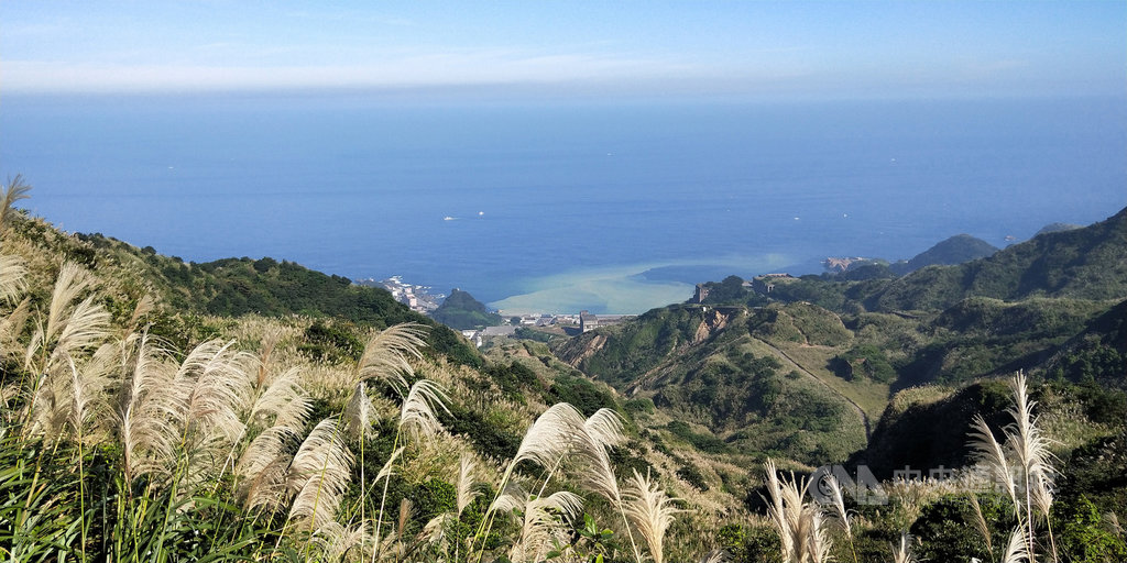 新北市觀光旅遊局10日發表淡蘭古道官方網站,11月也正值芒花盛開,觀旅局同步推出4條「絕美芒花古道」遊程。圖為從金瓜石浪漫公路觀景台賞芒花。(新北市觀旅局提供)中央社記者黃旭昇新北市傳真 109年11月10日