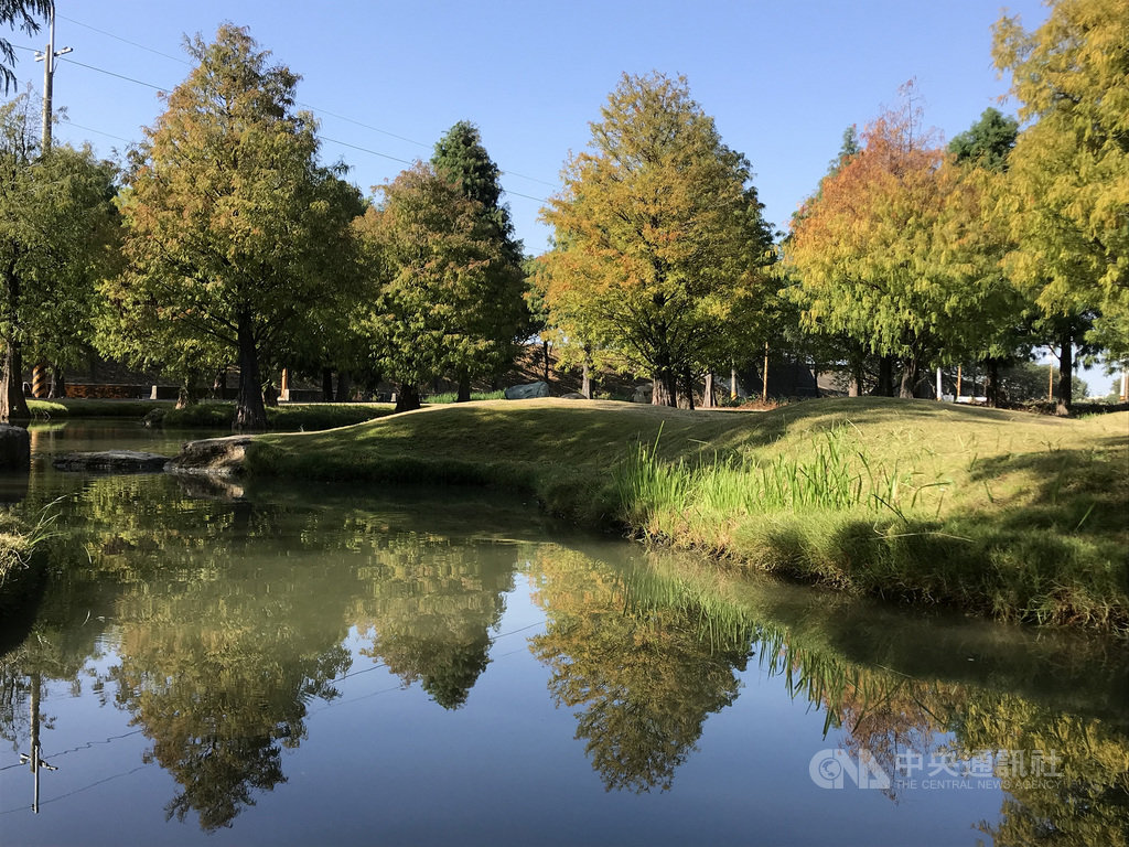 秋意濃雲林4處落羽松秘境紅黃綠秋色堆疊 生活 中央社cna