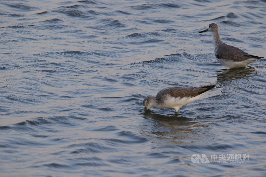 名列國際自然保護聯盟瀕危物種紅色名錄(IUCN)「瀕危」等級鳥種「諾氏鷸」,11月被兩度發現造訪台南將軍溼地,這也是諾氏鷸連續5年在將軍溼地現蹤。(台南郭姓鳥友提供)中央社記者張榮祥台南傳真 109年11月13日