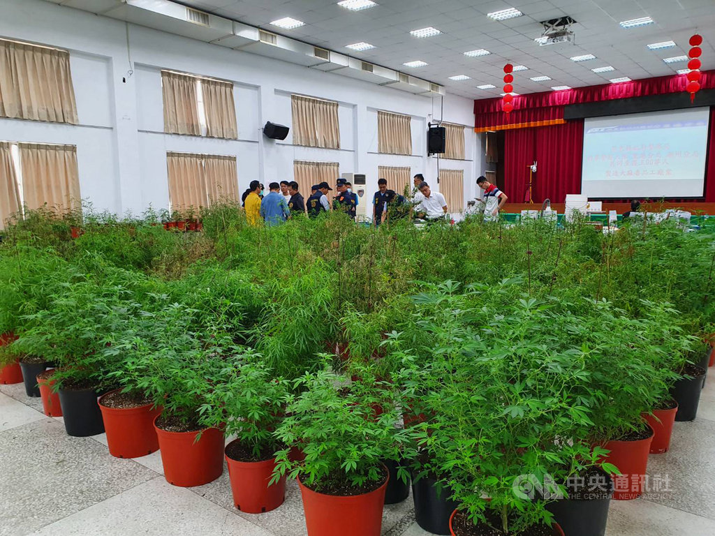屏東縣政府警察局里港分局14日宣布破獲大麻製造工廠,查扣524株大麻植株。警方表示,524株大麻植株製成大麻菸,市值達新台幣2.3億元。中央社記者郭芷瑄攝 109年11月14日