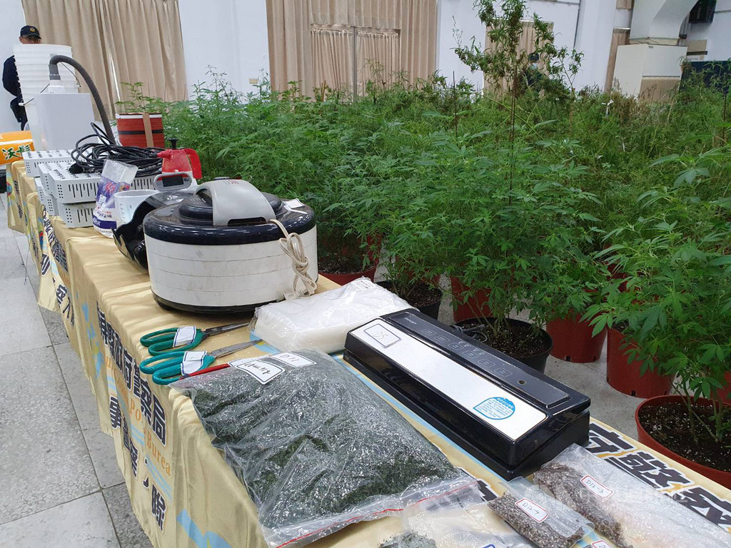 屏東縣政府警察局里港分局14日宣布破獲大麻製造工廠,查扣524株大麻植株、約500公克大麻菸成品與烘乾機等大麻菸製造工具等證物。中央社記者郭芷瑄攝 109年11月14日