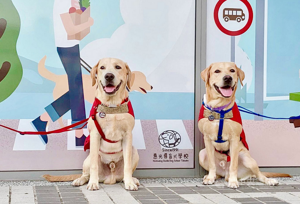 惠光導盲犬學校今年跨國與香港、韓國導盲犬學校合作,送出6隻幼犬為交流大使,前往韓國的3隻雄性幼犬是Miles(左)、Max(右)及Oscar。(惠光導盲犬學校提供)中央社記者黃旭昇新北市傳真 109年11月14日