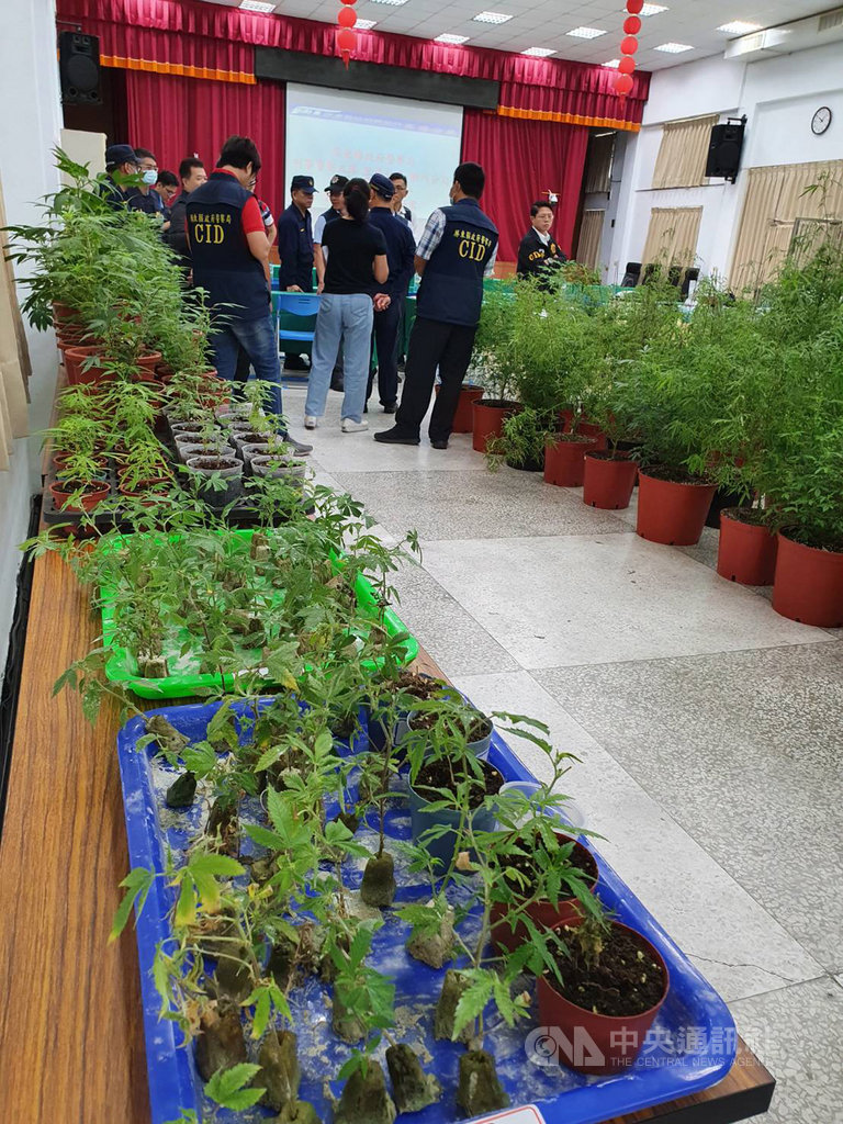 屏東縣政府警察局里港分局14日宣布破獲大麻製造工廠,查扣524株大麻植株,逮捕24歲王姓及23歲張姓嫌犯。中央社記者郭芷瑄攝 109年11月14日
