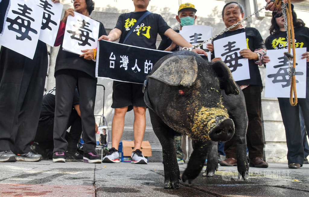 工運秋鬥即將舉行,主辦單位19日在總統府前凱達格蘭大道舉辦誓師記者會,有豬農帶著自家飼養的台灣豬到場,呼籲人民上街反萊豬進口。中央社記者鄭清元攝 109年11月19日