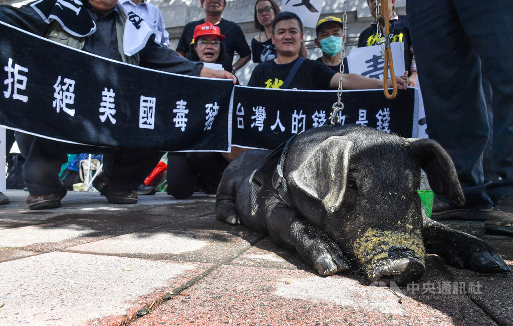 多個工運團體19日在總統府前凱達格蘭大道,高喊「反毒豬、反雙標、反黨國」口號舉行誓師記者會,有豬農帶來自家飼養的台灣豬,抗議萊豬進口。中央社記者鄭清元攝 109年11月19日