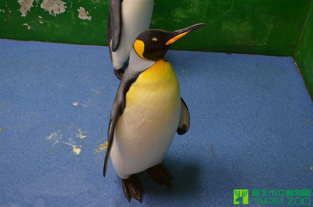 動物園證實,第一隻在北市動物園孵化的國王企鵝「黑麻糬」已去世、未留後代。圖為國王企鵝黑麻糬。(圖取自台北市立動物園網頁www.zoo.gov.taipei)