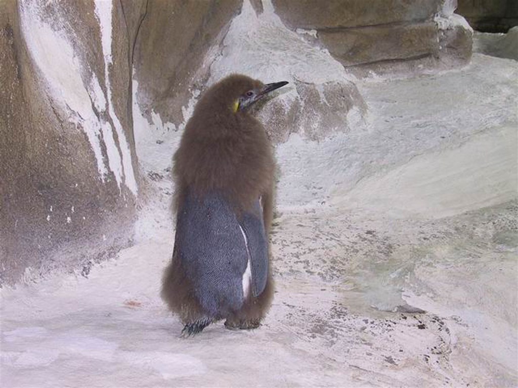 「黑麻糬」是第一隻在台北市立動物園孵化,並由全民一起命名的國王企鵝。圖為九個月大時的黑麻糬。(台北市立動物園提供)