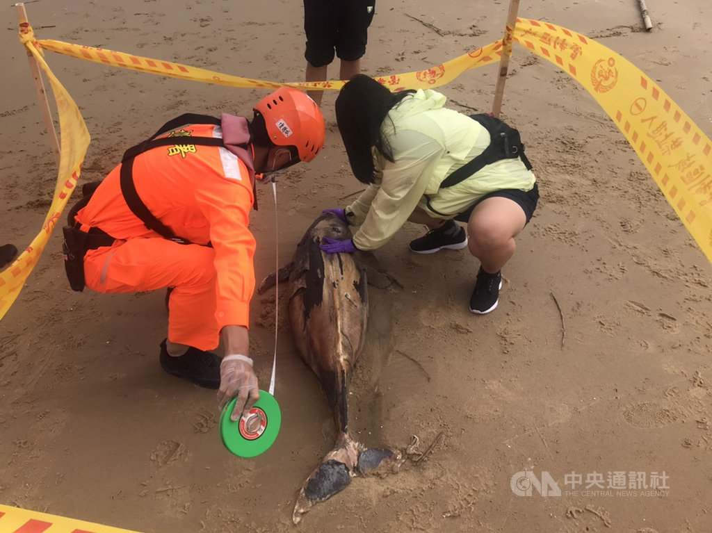 海巡署金門岸巡隊表示,金沙鎮西北方田埔岸際21日發現一隻死亡鯨豚,水試所人員判定為寬脊露脊鼠海豚,外觀浮腫皮膚脫落,死因不明,由水試所人員帶回冰存並進行後續採樣。(金門岸巡隊提供)中央社記者黃慧敏傳真 109年11月21日