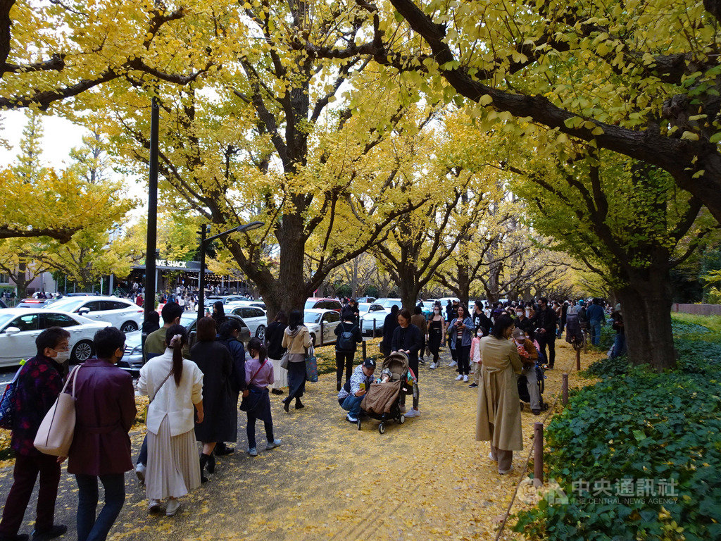 日本武漢肺炎疫情擴大,政府正為是否暫停振興國旅方案Go To Travel(去旅行)傷神,但23日是3天連假最後一天,東京明治神宮外苑銀杏樹下人山人海,民眾似乎把疫情拋諸腦後。中央社記者楊明珠東京攝 109年11月23日