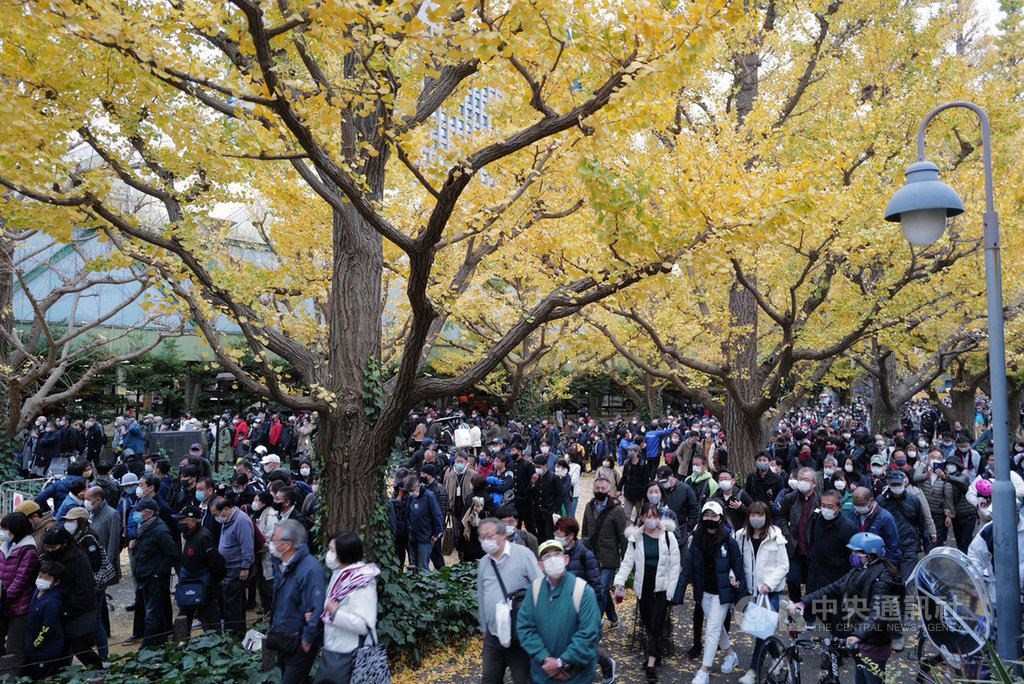 東京神宮外苑的銀杏葉呈金黃色,21日至23日日本民眾有3天連假來賞銀杏。23日這附近的一座橄欖球場有關東地區大學橄欖球賽,神宮外苑一帶人山人海。中央社記者楊明珠東京攝 109年11月23日