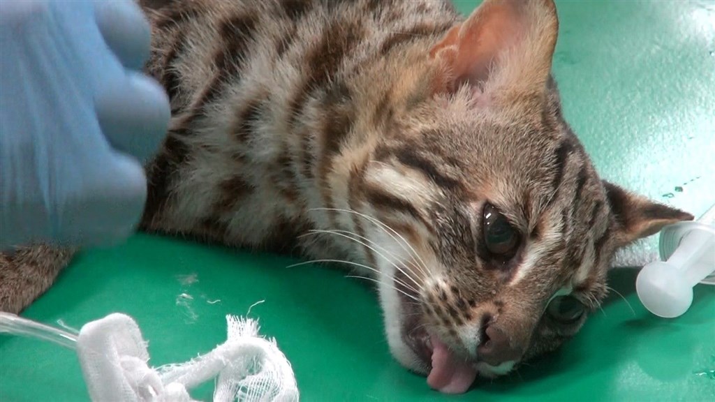 石虎飛飛找到了逃脫3週北市動物園尋回 生活 重點新聞 中央社cna