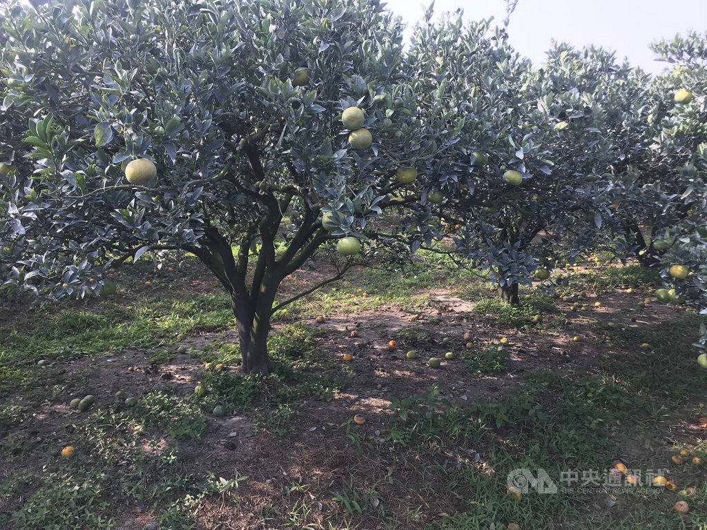 據雲林縣政府農業處統計,雲林縣茂谷柑種植面積410.82公頃,其中古坑鄉222.83公頃及斗六市126.62公頃為最多;縣府近日接到果農陳情,茂谷柑出現裂果、落果影響收成,雲林縣長張麗善27日率相關單位會勘,盼找出問題。中央社記者姜宜菁攝 109年11月27日